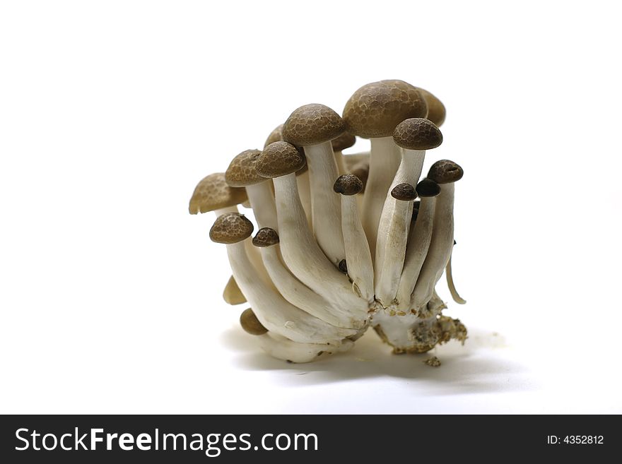 Japanese mushrooms called bunashimeji and is used for eating.