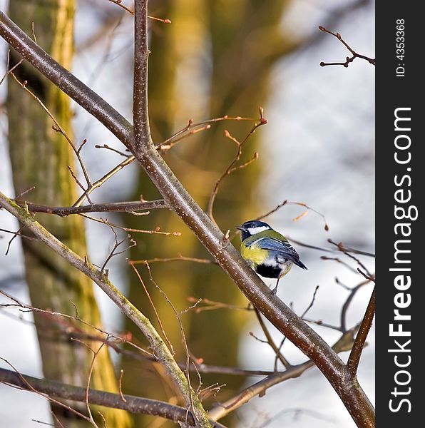 Tit up a tree posing for a photo