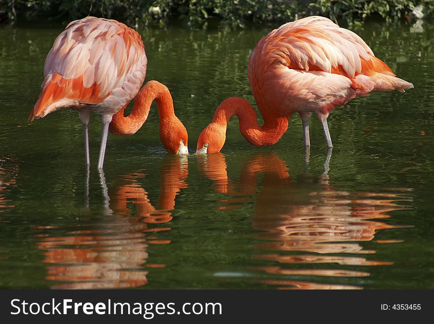 Flamingo couple are standing in the water and seeking food