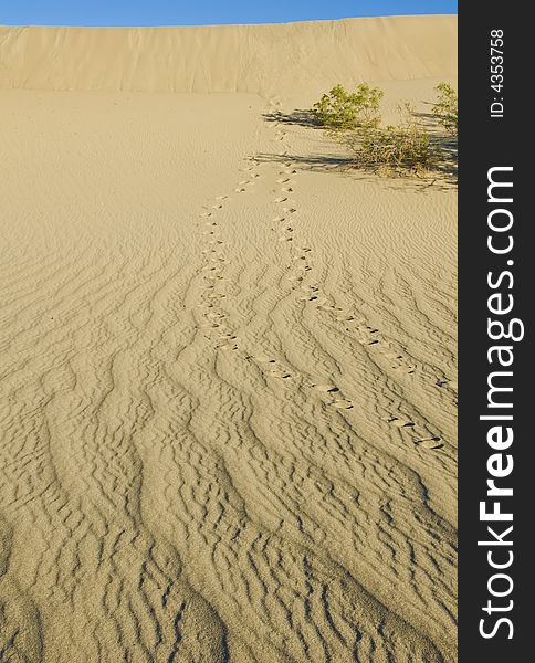 Foot Prints On Sand Dunes