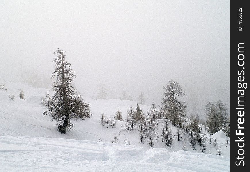 Plants and trees in Fog and snow