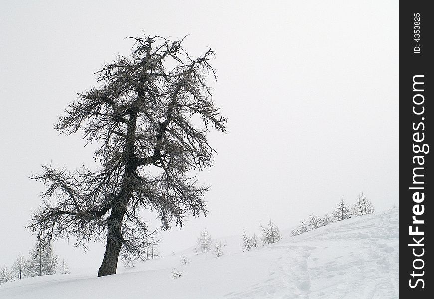 Plants and trees in snow and fog