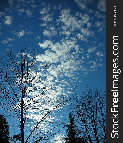 Trees silhouette over blue cloudy sky on autumn day. Trees silhouette over blue cloudy sky on autumn day