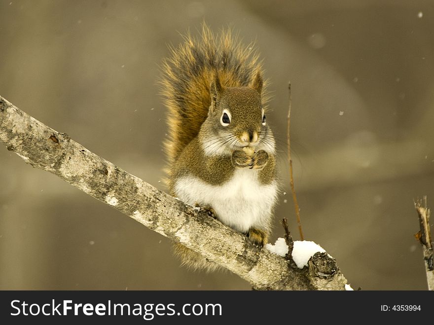 A squirrel sitting on a branch eating a peanut. A squirrel sitting on a branch eating a peanut