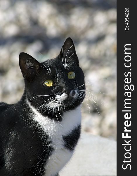 Outdoor portrait of a black and white cat looking up