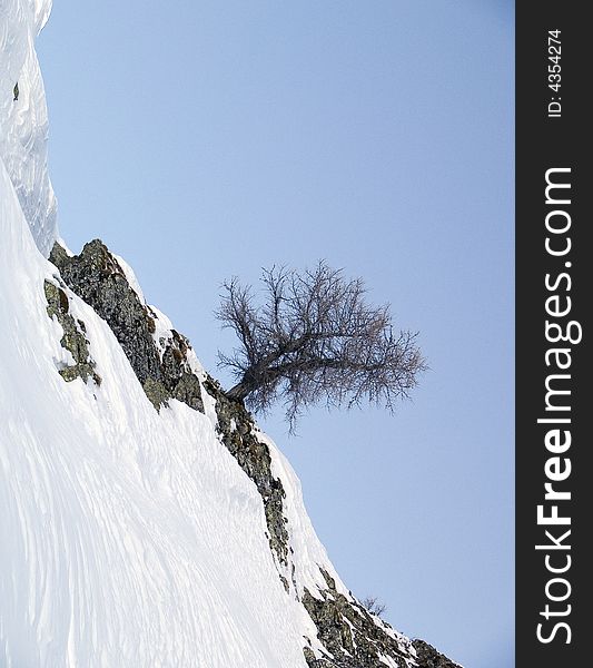 Tree on the wall of a mountain. Tree on the wall of a mountain