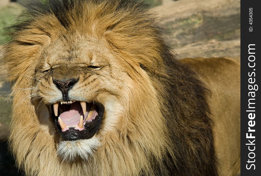 Beautiful male lion showing its teeth