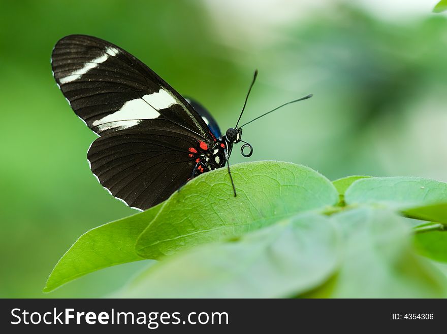 Close-up of a beautiful butterfly