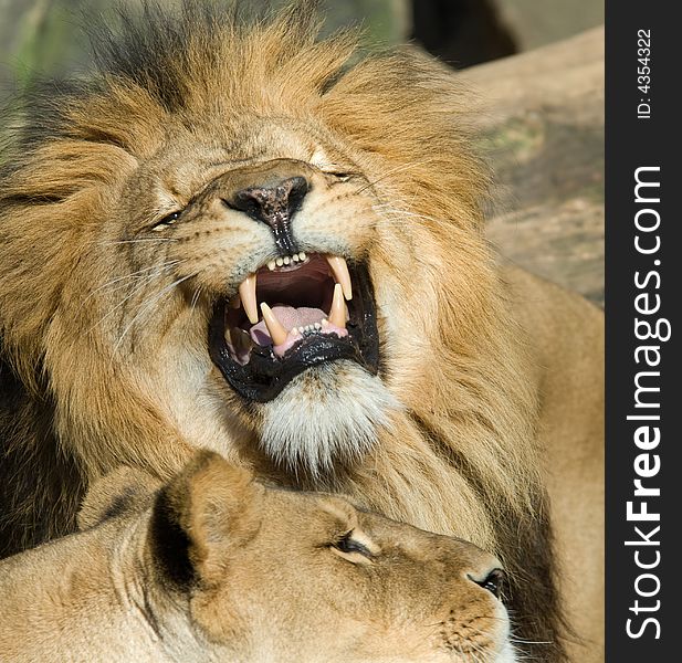 Beautiful male lion showing its teeth
