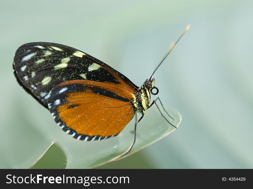 Close-up of a beautiful butterfly