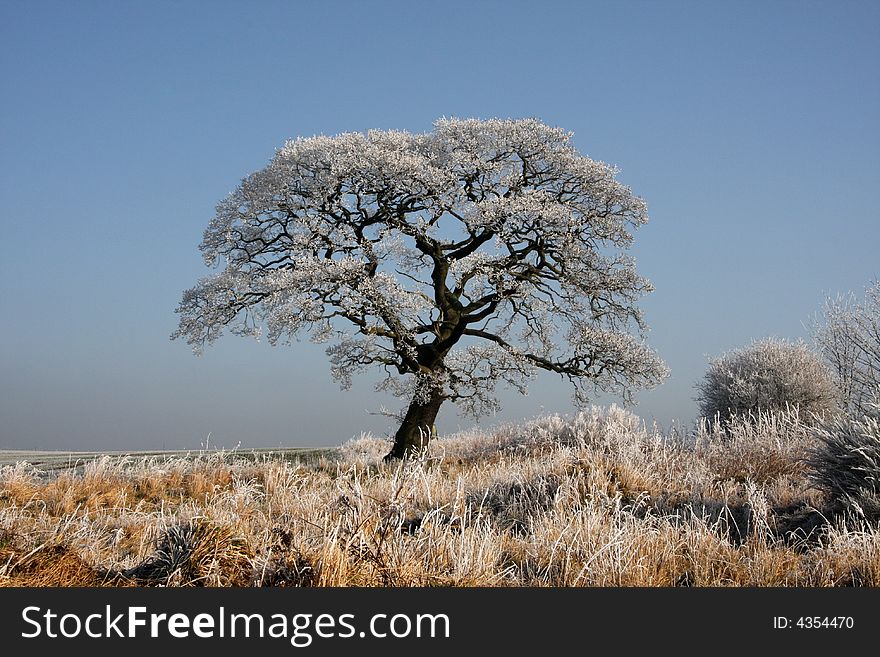 Frosted winter tree on a spring morning