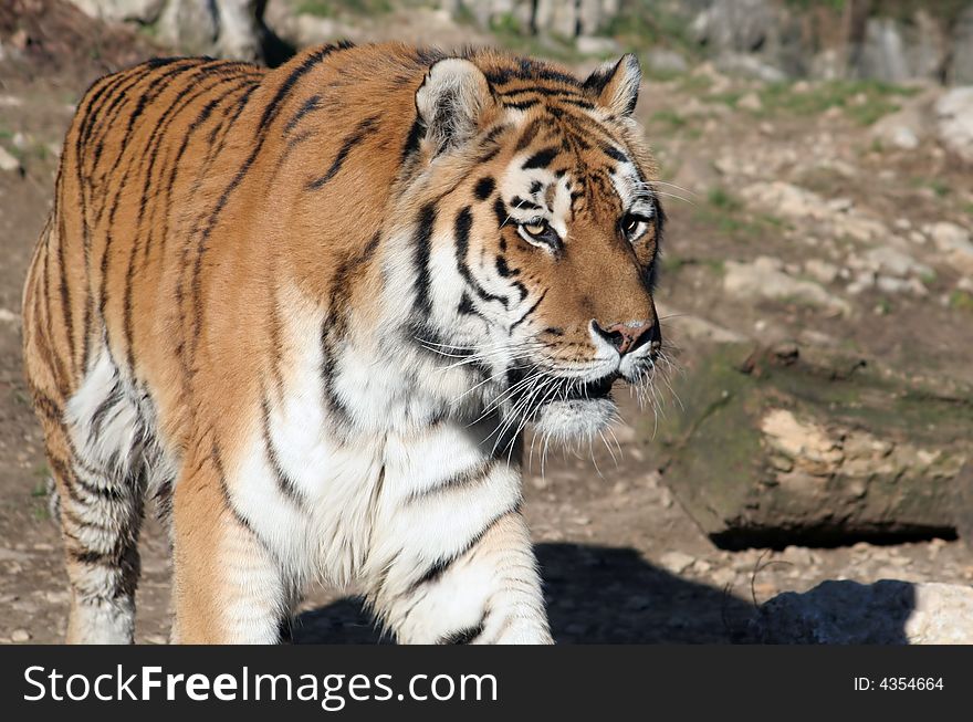 Tiger walking with his mouth half open.