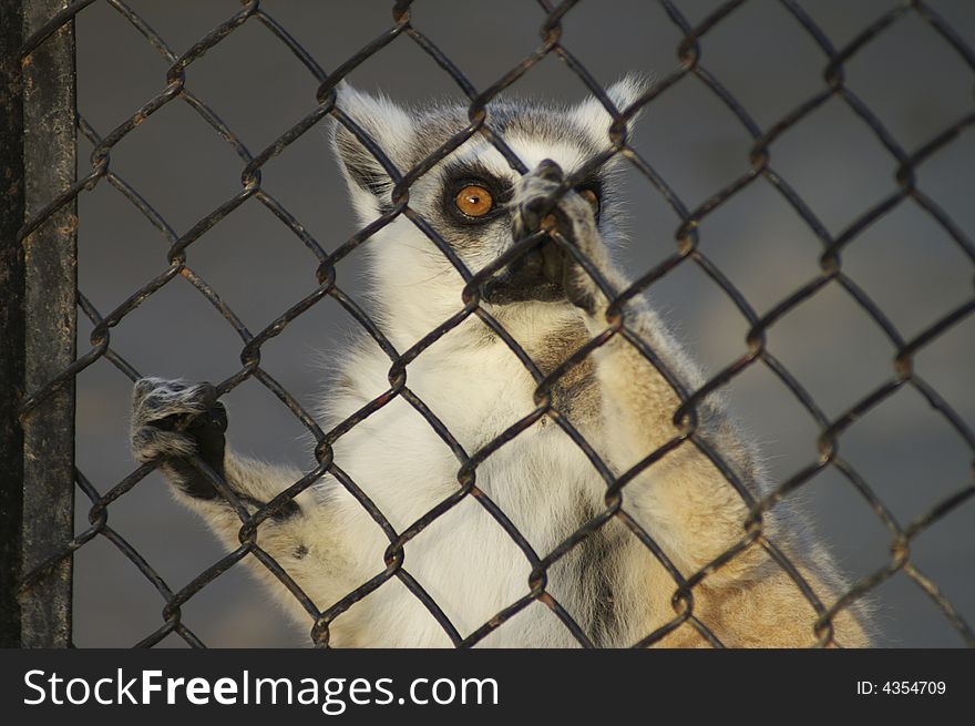 Lemur wants freedom
