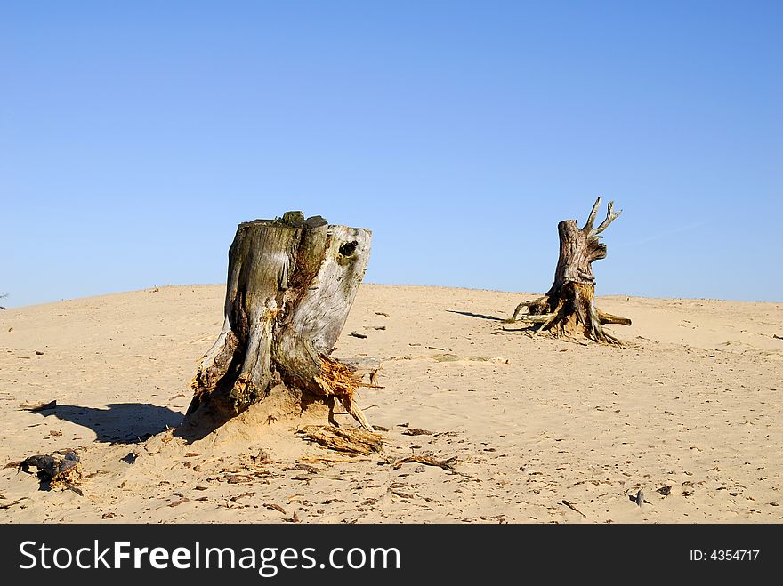 Two tree-trunks standing in the sand. Two tree-trunks standing in the sand.