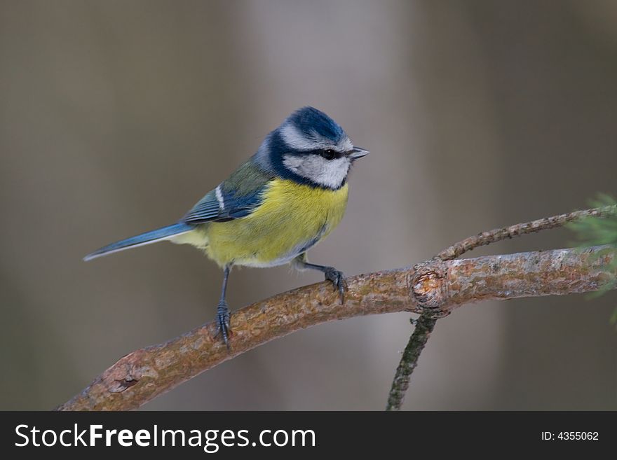 Blue Tit (aka Parus Caeruelus)