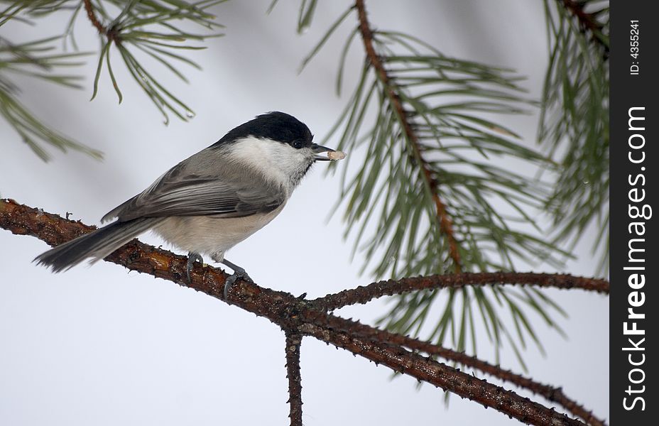 Titmouse on a tree about a grain in a beak. Titmouse on a tree about a grain in a beak