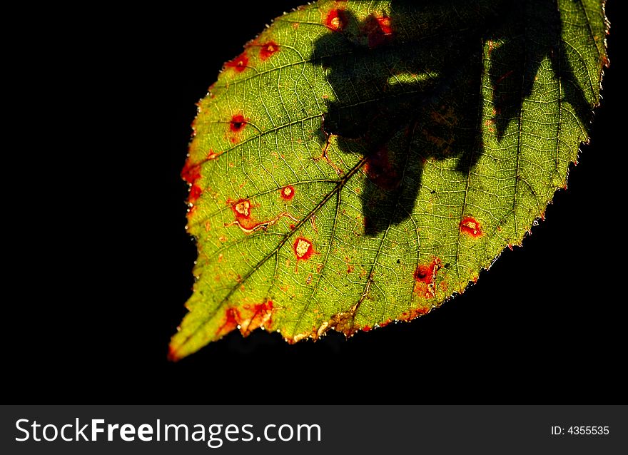 Colorful bramble leaf macro backlit on black. Colorful bramble leaf macro backlit on black