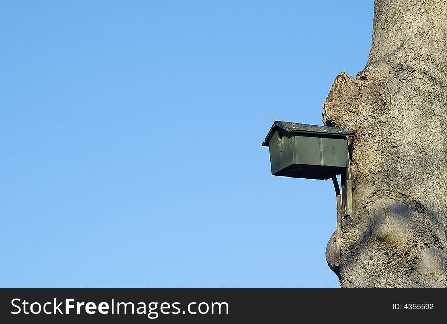 Bird nesting box high in a tree against a clear blue sky