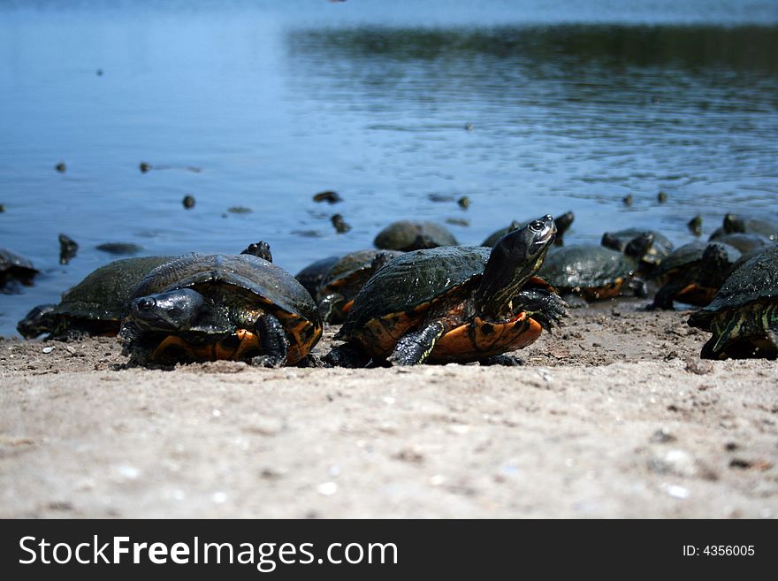 Group of turtles walking on water's edge. Group of turtles walking on water's edge