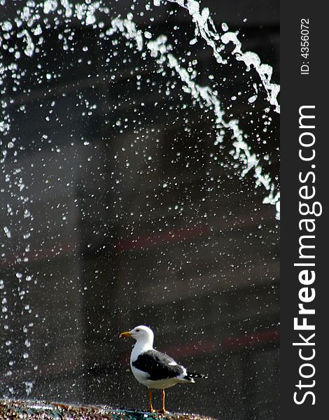 A bird perching on a fountain in Lisbon, Portugal. A bird perching on a fountain in Lisbon, Portugal