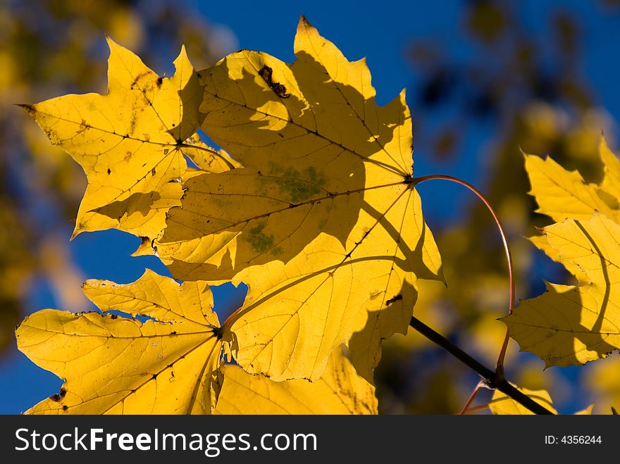 Yellow leaves of a maple on a background of the blue sky. Yellow leaves of a maple on a background of the blue sky