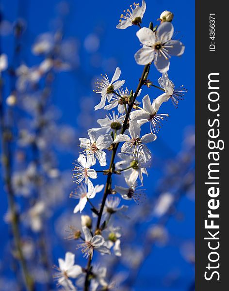 Blossoming branches of an apple-tree on a background of the blue sky. Blossoming branches of an apple-tree on a background of the blue sky