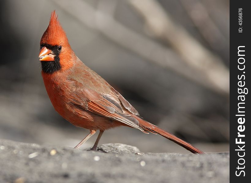 Northern Cardinal (Cardinalis,cardinalis)feeding on rock