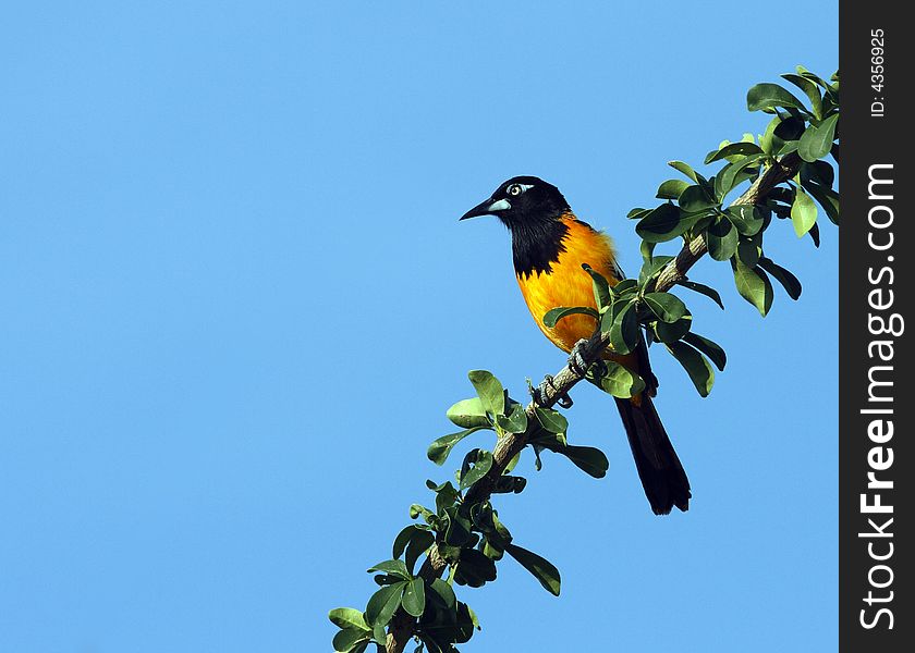 Trupial in early morning in tree