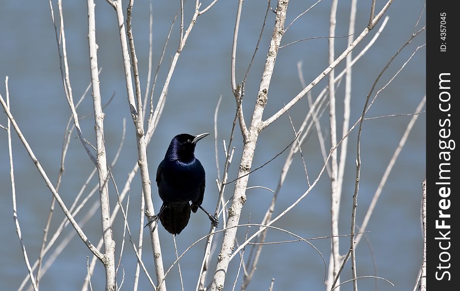 Bird on a branch of a tree in Florida