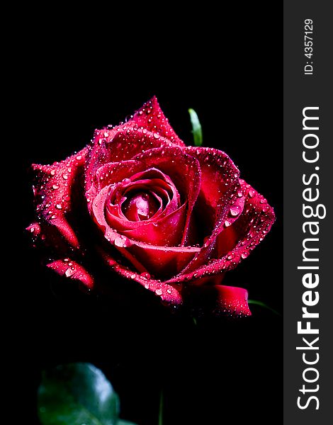 Red rose photographed in a studio with strobes