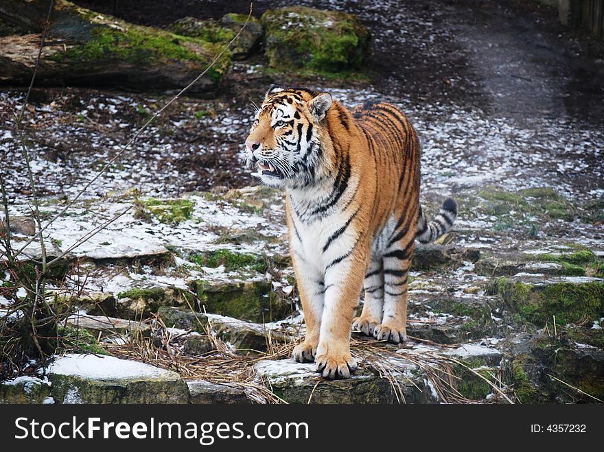 Beautiful angry Siberian tiger, ready to fight. Beautiful angry Siberian tiger, ready to fight