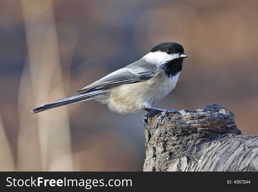 Black-capped Chickodee