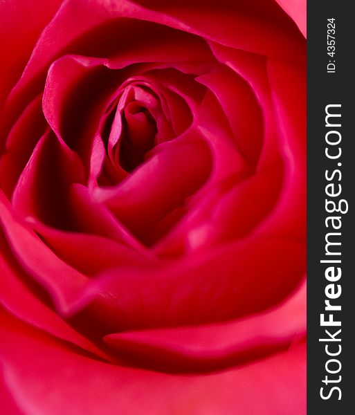 Macro detail of red rose. Macro detail of red rose
