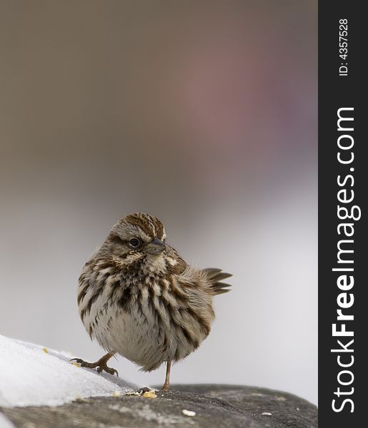 House sparrow feeding on rock in winter