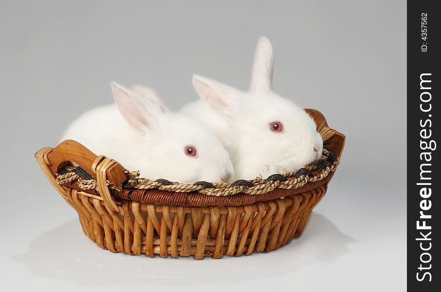 Albino, twins, rabbits in brown basket. Albino, twins, rabbits in brown basket