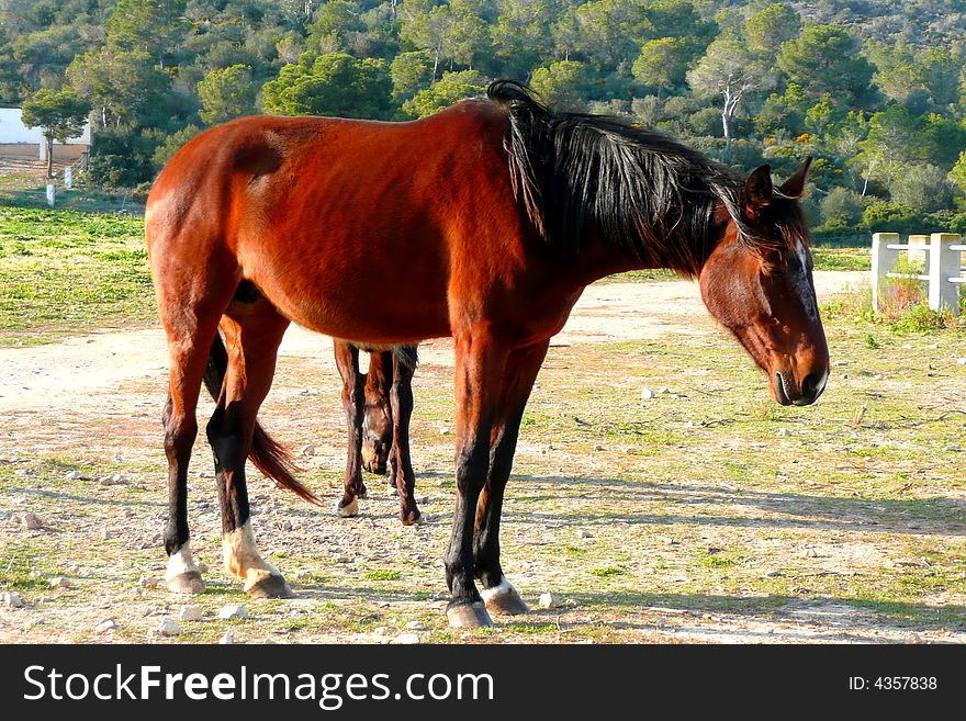 Chestnut horse with foal visible between legs