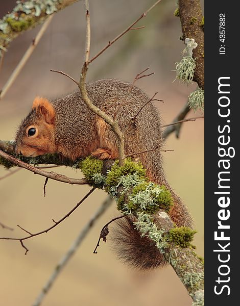 Fox Squirrel at Jackson Bottom Wetlands Preserve