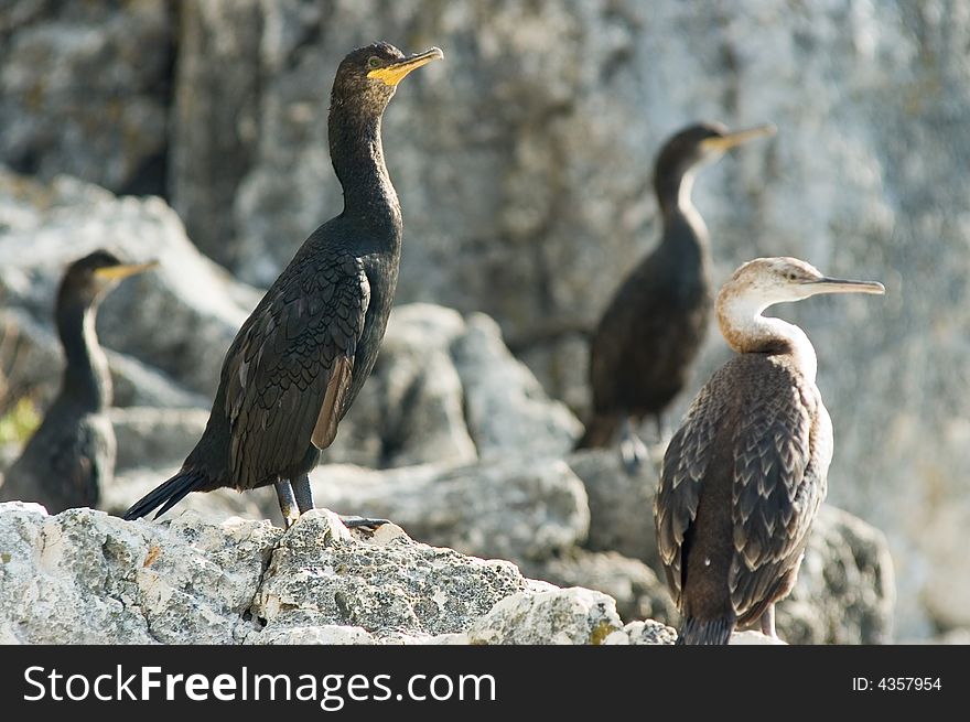 Group of young cormorants on Croatian shore