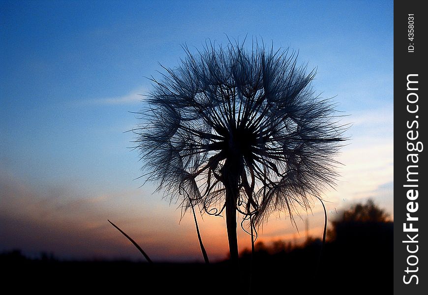 Dandelion At The Evening Sky