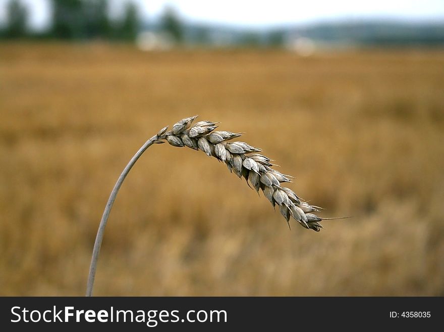 A wheat ear on a field outside