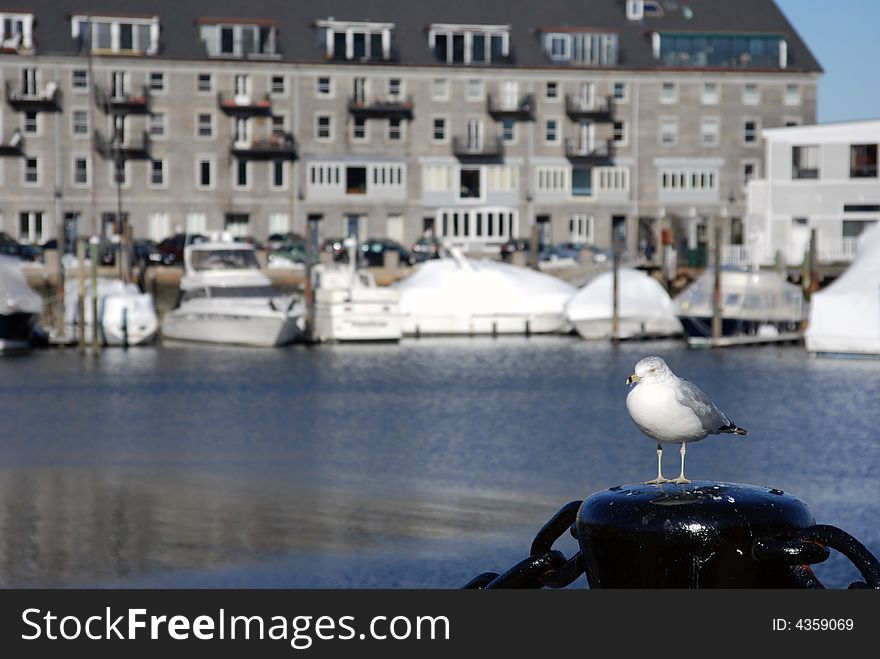 Seagull near a boating dock. Seagull near a boating dock