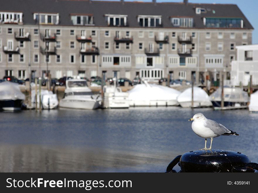 Seagull near a boating dock. Seagull near a boating dock