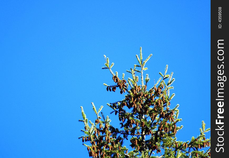 A pine tree against a blue sky.