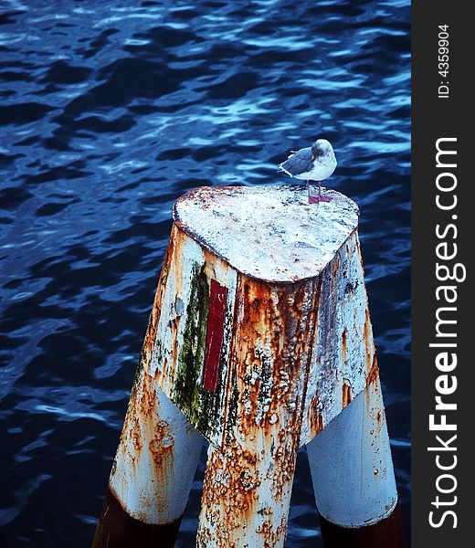 Seagull on a pillar out at sea. Seagull on a pillar out at sea.