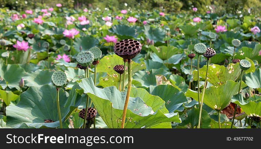 Lily Root