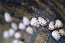 Sea Shells On The Sea Shore Royalty Free Stock Photography Sea Shells On The Sea Shore Royalty Free Stock Photography