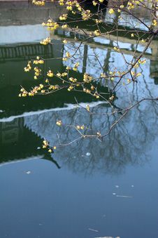 Plum Blossom Stock Photography Plum Blossom Stock Photography