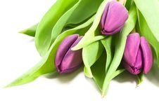 Purple Tulips Stock Photo
