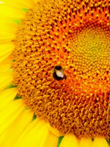 Sunflower And A Bee Stock Images Sunflower And A Bee Stock Images