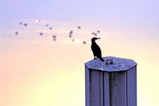 Cormorant On A Pile Royalty Free Stock Images